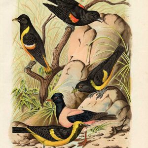 Oriole Hang Nest Plaat 14 Nuyens Bungertz 1882