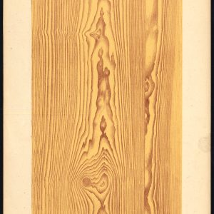 Antieke prent-HOUTWERKING-KORREL-EUROPESE SPRUCE-PLAAT 13-Weiershausen-1902