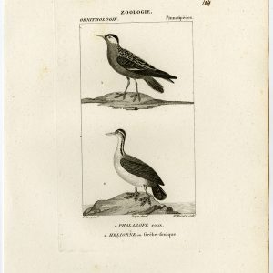Rode Phalarope Grey Vogel Plaat 104 Pretre Massard 1816