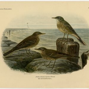 EuraziëAanse Rots Pipit Anthus Petrosus Plaat 328 Van Oort 1922