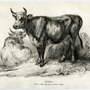 Antieke prent-KOE-VEE-Laatste-c. 1840