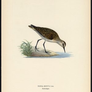 Calidris Minuta Little Stint Tringa Von Wright 1917