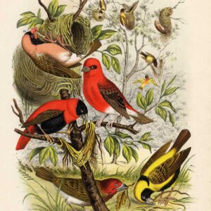 Red Bishop Weaver Plaat 7 Nuyens Felt 1882