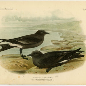 Leach'S Petrel Petrel Plaat 18 Van Oort 1922