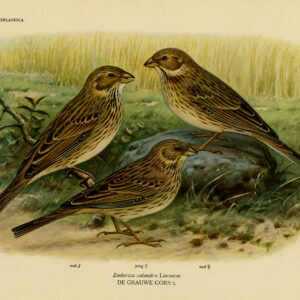 Moors Gangs Vogels Pl. 398 Van Oort 1922