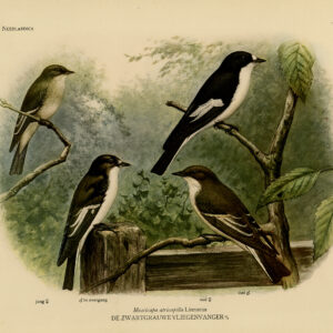 Gespotte Vliegenvanger Vogels Pl. 265 Van Oort 1922