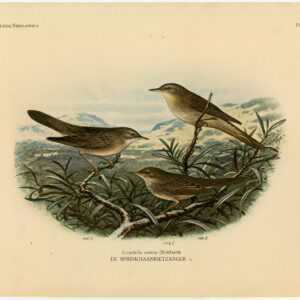 Grashopper Warbler Vogels Pl. 309 Van Oort 1922