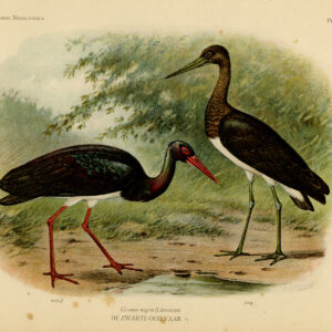 Zwarte Ooievaar Stork Vogels Pl. 34 Van Oort 1922