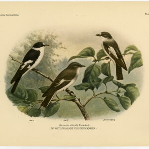 Collared Flycatcher Vogels Pl. 266 Van Oort 1922