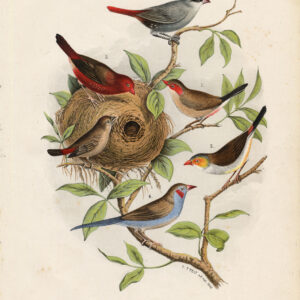 Aegintha Waxbill Finch Plate 1 Nuyens Field 1882