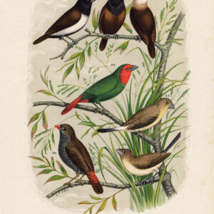 Maja Finch Nun Firetail Plaat 5 Nuyens Felt 1882