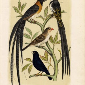 Wida Bird Whydahbird Plate 6 Nuyens Felt 1882