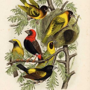 Grosbeak Weaver Plate 8 Nuyens Felt 1882