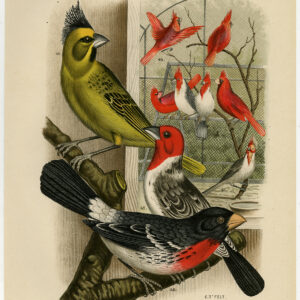 Grosbeak Cardinal Plate 9 Nuyens Felt 1882