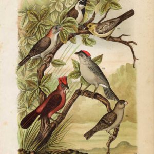 Gouden Sparrow Finch Plaat 11 Nuyens Field 1882