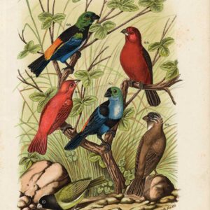 Paradise Tanager Plate 12 Nuyens Felt 1882