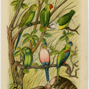 Gras Parakeet Lovebird Plaat 15 Nuyens Bungartz 1882