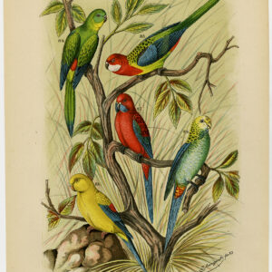 Rosella Parakeet Plaat 16 Nuyens Bungartz 1882