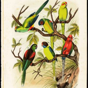 Parrot King Parakeet Plate 17 Nuyens Bungartz 1882