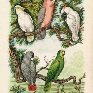 Cockatoo Amazon Papegaai Plaat 19 Nuyens Bungartz 1882