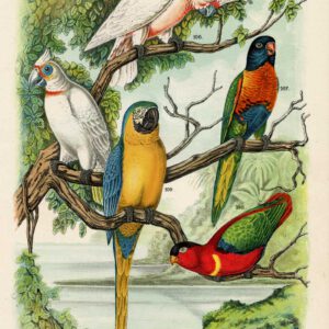 Cockatoo Lori Maccaw Plaat 20 Nuyens Bungartz 1882