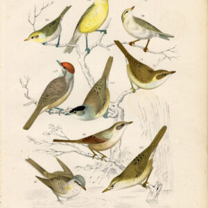 Tuin Warbler Plate 22 Nuyens Lubbert 1882