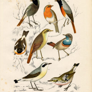 Robin Blue Throat Plate 23 Nuyens Lubbert 1882