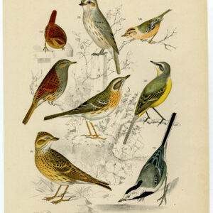 Goldcrest Wagtail Wren Plaat 24 Nuyens Lubbert 1882