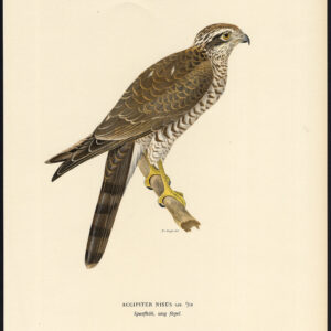 EuraziëAanse Sparrowhawk Accipiter Nisus Von Wright 1917