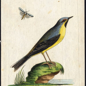 Natoeral History Bird Wagtail Grey Bechstein 1795