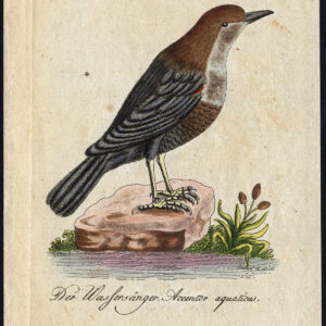 Natuurlijke Historie Vogel Water Ouzel Bechstein 1795