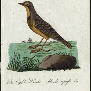 Natuurlijke Historie Vogel Cape Longclaw Alauda Bechstein 1795