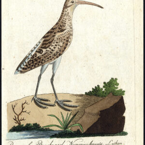 Natuurlijke Historie Vogel Curlew Eurasisch Scolopax Bechstein 1795