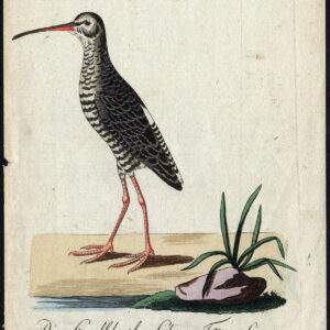 Natuurlijke Historie Vogel Roodshank Gewone Scolopax Bechstein 1795