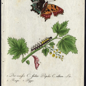 Antieke prent-NATUURLIJKE GESCHIEDENIS-VLINDER-COMMA-LARVA-PUPA-Bechstein-1795