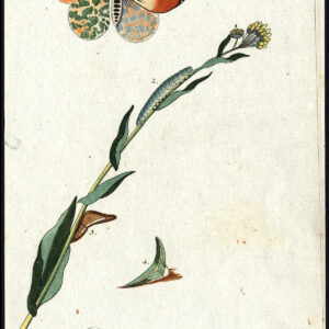 Antieke prent-NATUURLIJKE GESCHIEDENIS-VLINDER-ORANJE TIP-LARVA-PUPA-Bechstein-1795