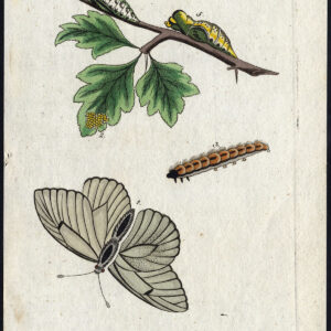 Antieke prent-NATUURLIJKE GESCHIEDENIS-VLINDER-ZWART GEADERD WIT-LARVA-Bechstein-1795