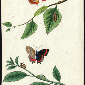 Antieke prent-NATUURLIJKE GESCHIEDENIS-VLINDER-BRUIN HAARSTRAK-Bechstein-1795