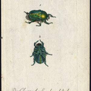 Antieke prent-NATUURLIJKE GESCHIEDENIS-KEVER-SAP-Bechstein-1795