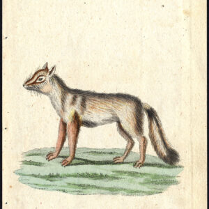 Antieke prent-NATUURLIJKE GESCHIEDENIS-ZOMERGESCHIEDENIS-CORSAC-STEPPE FOX-Bechstein-1795
