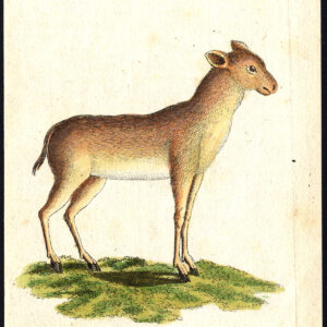 Antieke prent-NATUURLIJKE GESCHIEDENIS-ZOMERGESCHIEDENIS-DEER-MOSCHUS-Bechstein-1795