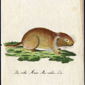 Antieke prent-NATUURLIJKE GESCHIEDENIS-ZOOGDIEREN-VOLE-RED BACKED-Bechstein-1795