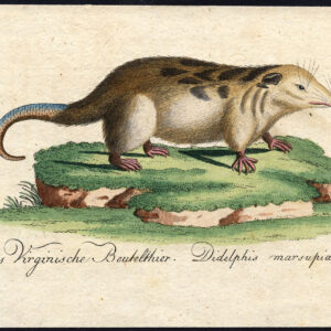Antieke prent-NATUURLIJKE GESCHIEDENIS-MAMMEL-OPOSSUM-COMMON-ZWART OREN-Bechstein-1795