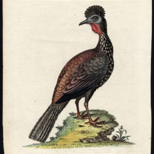 Natuurlijke Historie Vogel Guan Quan Meleagris Edwards 1740