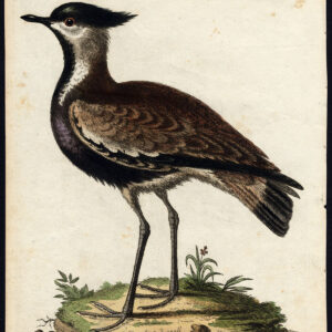 Natuurlijke Historie Vogel Indische Plover Charadrius Edwards 1740