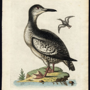 Natuurlijke Historie Vogel Groenland Duif Colymbus Edwards 1740
