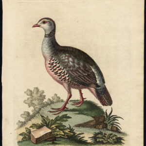 Natuurlijke Historie Vogel Patridge Tetrao Edwards 1745