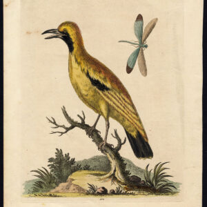 Natuurlijke Historie Vogel Gouden Paradijsvogel Edwards 1750