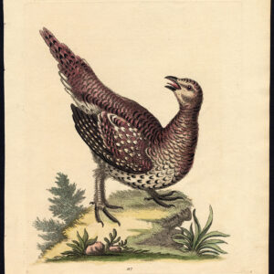 Natuurlijke Historie Vogel Long Tailed House Tetrao Edwards 1750