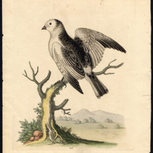 Natuurlijke Historie Vogel Sneeuwvogel Emberiza Edwards 1748